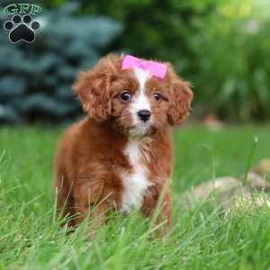 Summer, Cavapoo Puppy